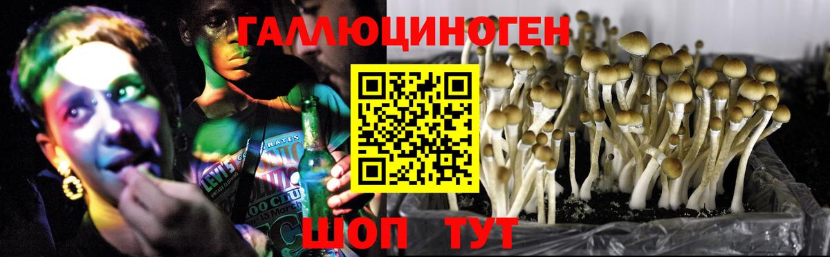 Галлюциногенные грибы Psilocybine cubensis  Вход с VPN  Саяногорск 